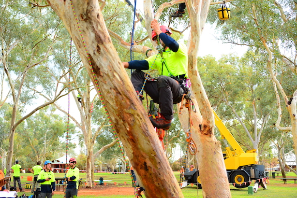 How To Write A Letter To Council For Tree Removal